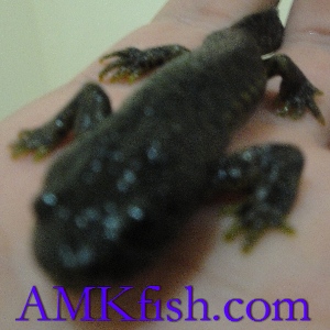 ������������� �����������