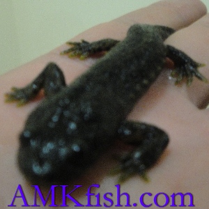 ������������� �����������