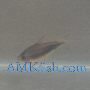 ������������� �����������