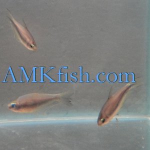 ������������� �����������