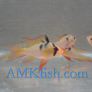 ������������� �����������