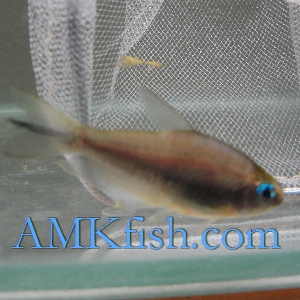 ������������� �����������