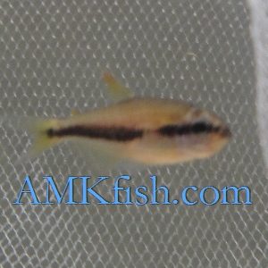 ������������� �����������