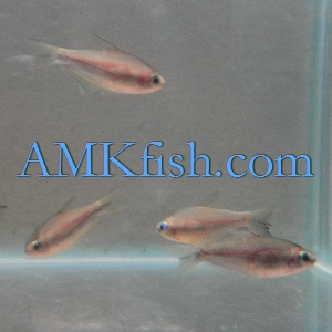 ������������� �����������