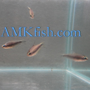 ������������� �����������