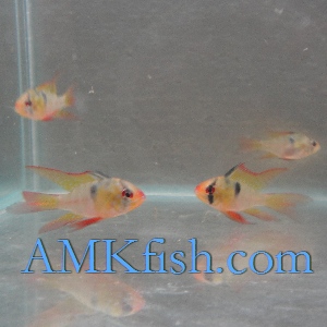 ������������� �����������