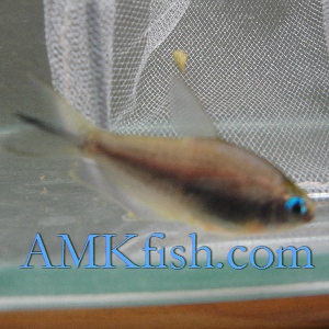 ������������� �����������