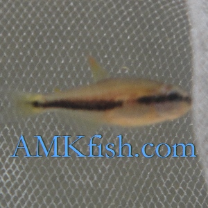 ������������� �����������