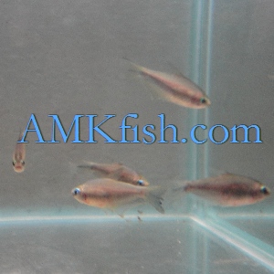 ������������� �����������