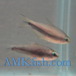 ������������� �����������