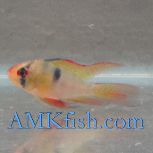 ������������� �����������