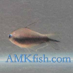 ������������� �����������