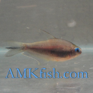 ������������� �����������