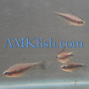 ������������� �����������