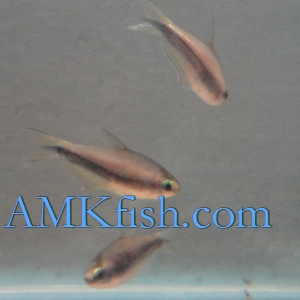 ������������� �����������