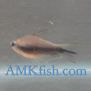 ������������� �����������