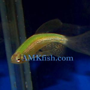 ������������� �����������