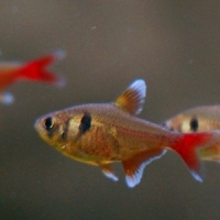 ������������� �����������