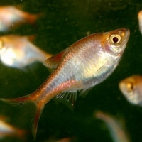 ������������� �����������