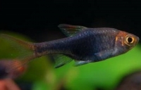 ������������� �����������