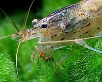 ������������� �����������