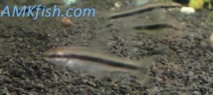 ������������� �����������