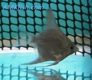 ������������� �����������