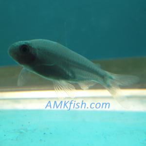 ������������� �����������