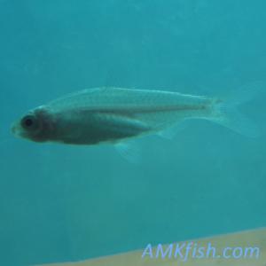 ������������� �����������