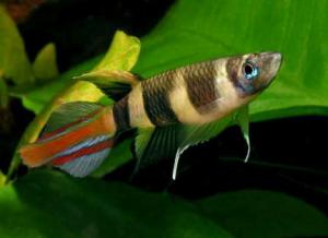 ������������� �����������