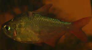 ������������� �����������