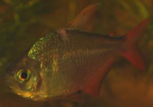 ������������� �����������