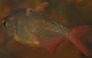 ������������� �����������