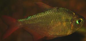 ������������� �����������