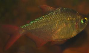 ������������� �����������