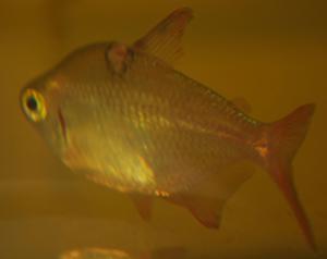 ������������� �����������