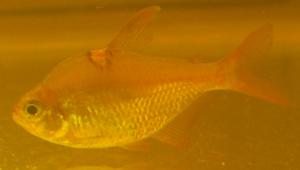 ������������� �����������