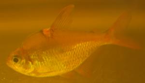 ������������� �����������