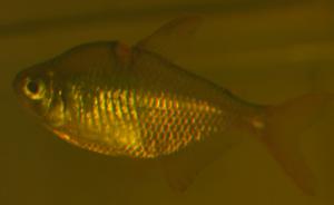 ������������� �����������