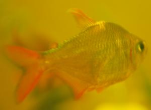 ������������� �����������