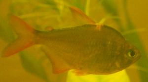 ������������� �����������