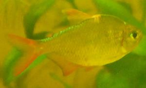 ������������� �����������