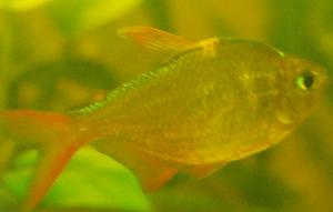 ������������� �����������