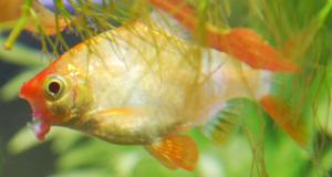 ������������� �����������