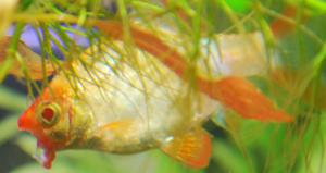 ������������� �����������