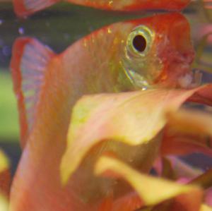 ������������� �����������