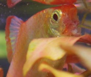 ������������� �����������