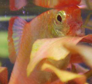 ������������� �����������