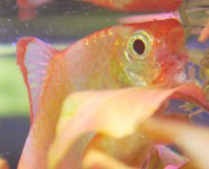 ������������� �����������