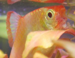 ������������� �����������